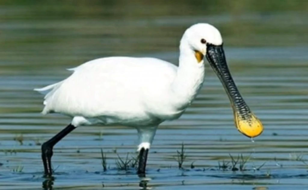 Ministerul Mediului alocă 36 de milioane de lei pentru monitorizarea păsărilor