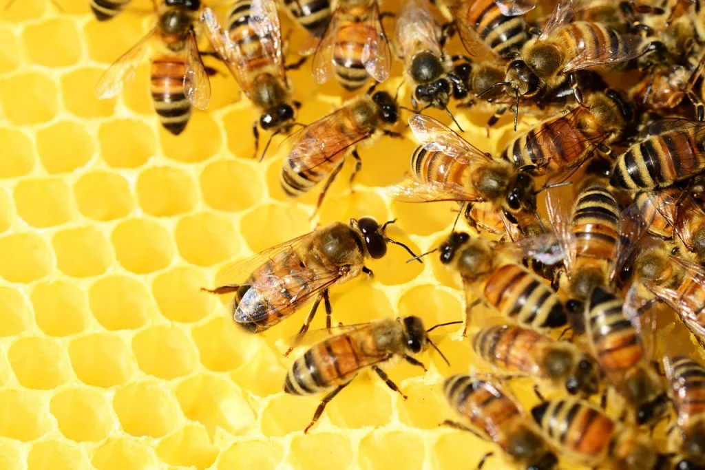 Starea apiculturii în 2021. Utilizarea în exces a pesticidelor de tip neonicotinoid a cauzat un genocid în rândul albinelor. Ce trebuie să știe românii despre etichetarea mierii