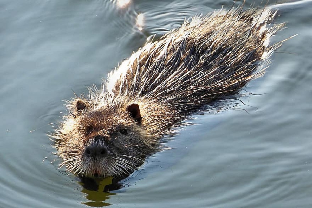 Romania’s European Dream Turns Nightmare