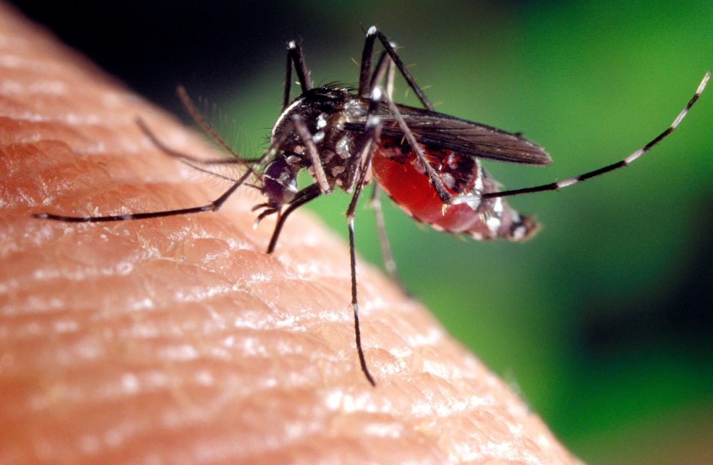 Invazie de țânțari în București. Medicii avertizează că înțepăturile lor pot transmite boli grave