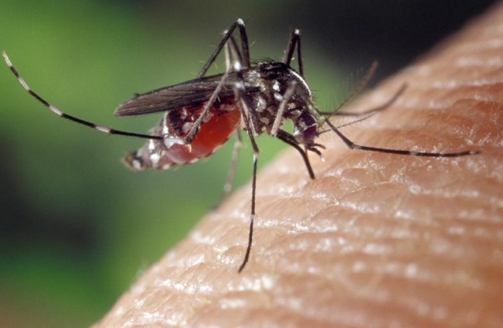 Studiu revoluționar. Un virus periculos a fost redus în proporție de 77% cu ajutorul țânțarilor