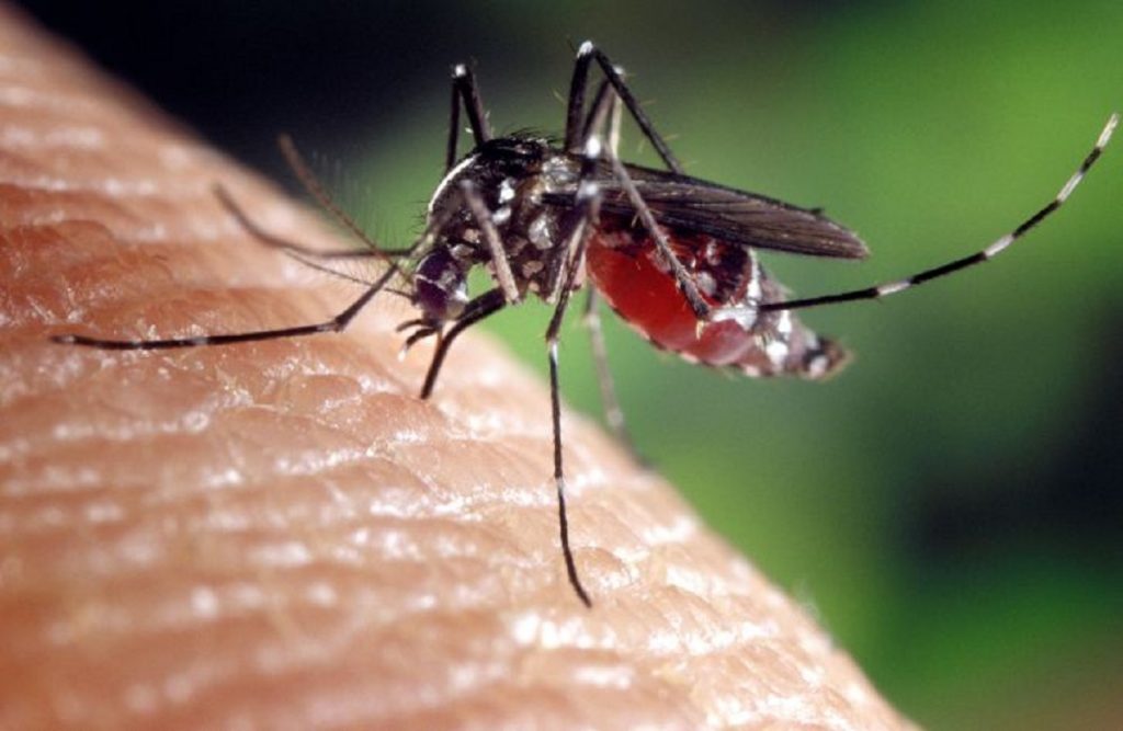 Țânțari ucigași. Cel mai grav focar de febră dengue din istorie