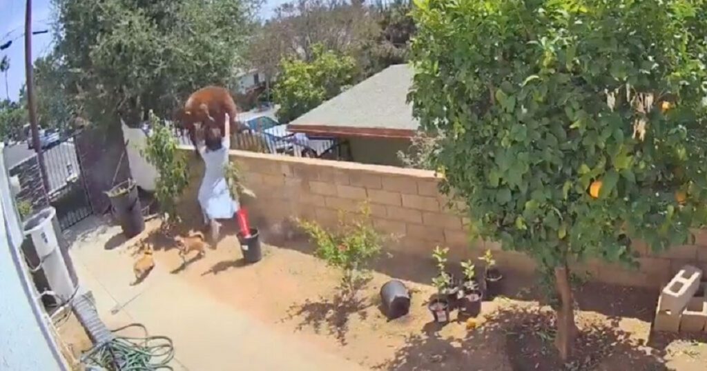 Imagini incredibile cu o tânără care împinge un urs de pe gardul curții sale. VIDEO – FOTO