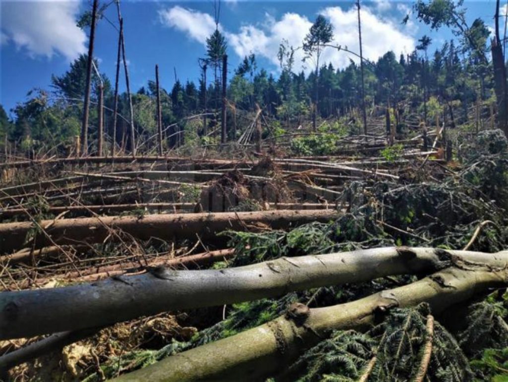 Imagini apocaliptice în judeţul Suceava. Un ciclon a distrus 14 hectare de pădure. Foto