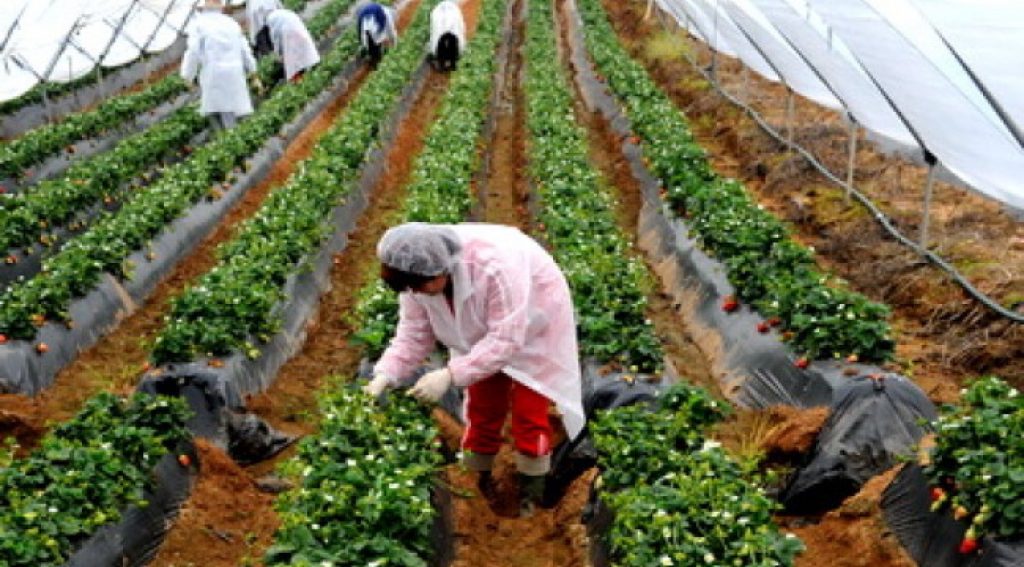 Mărturii din infern. Ce pățesc cu adevărat femeile care lucrează la căpșuni în Spania. ”Sunt sclavele supraveghetorilor de plantații!”