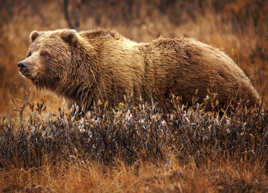 Aventură incredibilă în Alaska. Un bărbat a luptat o săptămână cu un grizzly