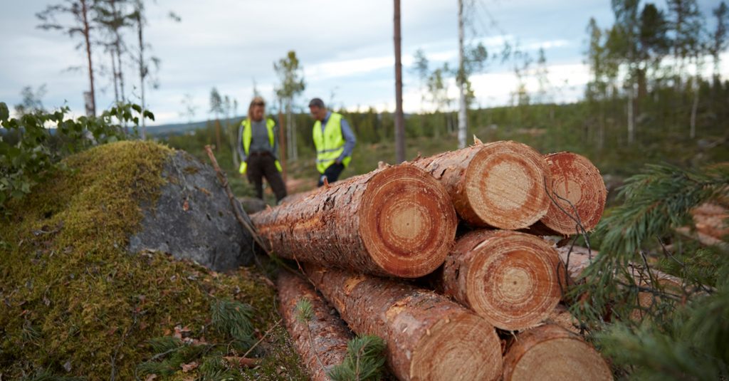Ikea, prinsă într-un scandal legat de defrișarea ilegală a milioane de copaci. Acuzațiile vin din Siberia