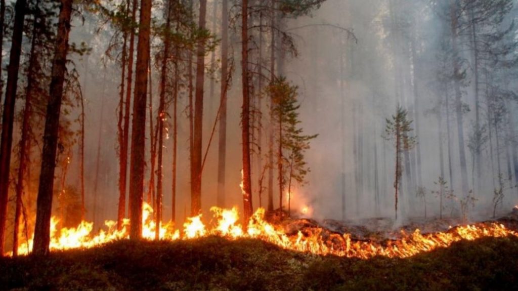 Incendiu devastator. Arde pădurea de pin din Parcul Național Porțile de Fier. Intervenție disperată a pompierilor, care nu au de unde să ia apă