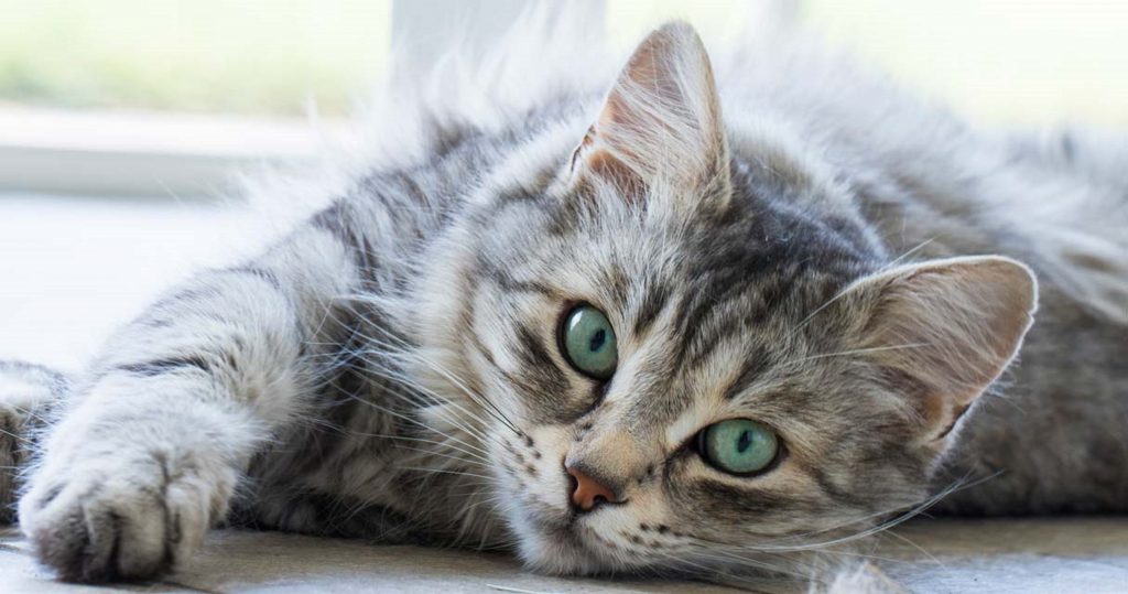 Experții au mai făcut o descoperire "epocală"! Ar trebui să obținem consimțământul pisicii noastre înainte de a o mângâia!