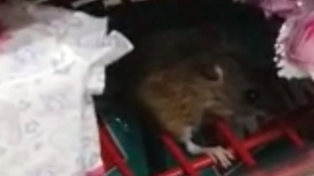 Șoareci într-un cunoscut hipermarket din România. Mâncau ciocolata de pe rafturi FOTO