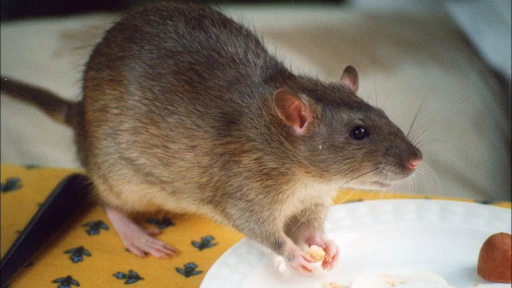Scheletele de șobolani găsite pe o epavă scot la lumină detalii despre călătoriile de acum 2.000 de ani