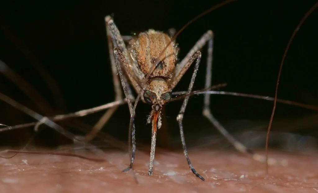 De ce țânțarii preferă să muște anumiți oameni. Ce persoane sunt cele mai expuse