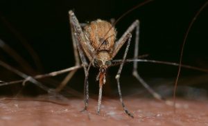 De ce țânțarii preferă să muște anumiți oameni. Ce au descoperit oamenii de știință