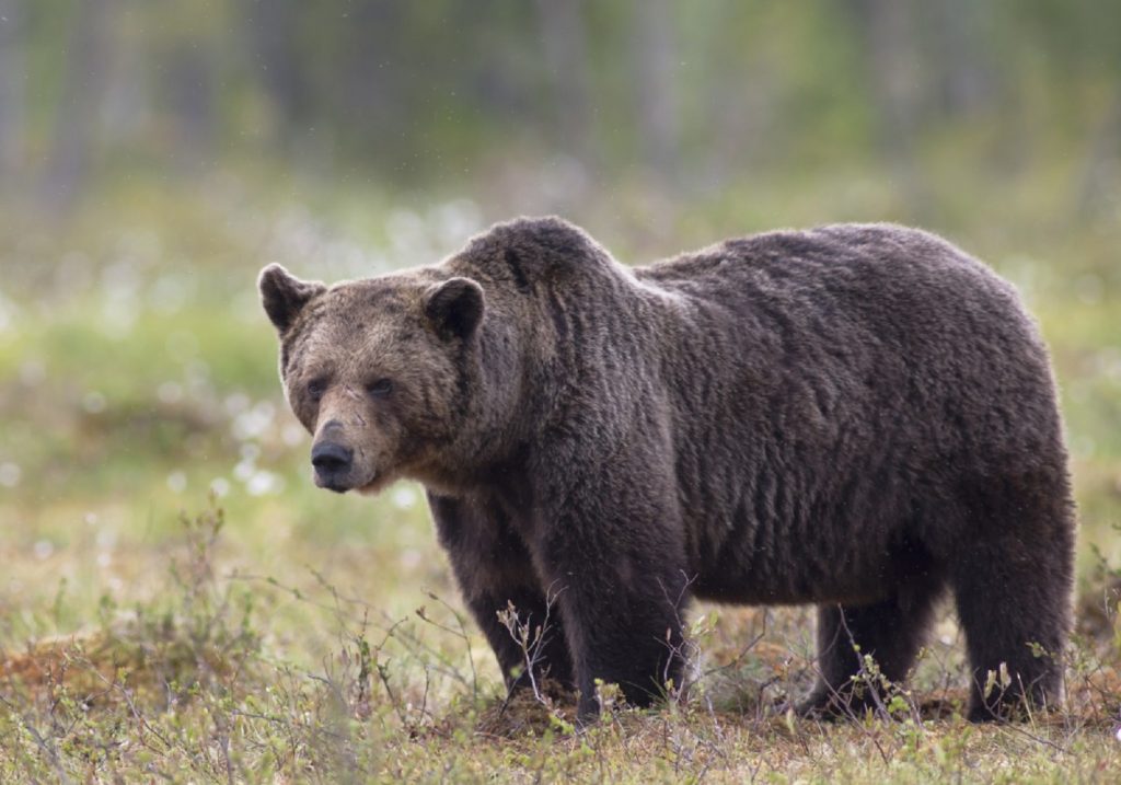 Invazia urșilor continuă. La Băile Tușnad, o ursoaică a intrat și a făcut prăpăd într-un restaurant. Pe DN1, un pui a fost omorât