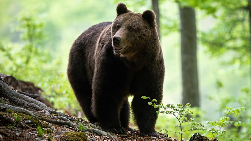 10 lucruri pe care nu le știai despre urși și care ți-ar putea salva viața
