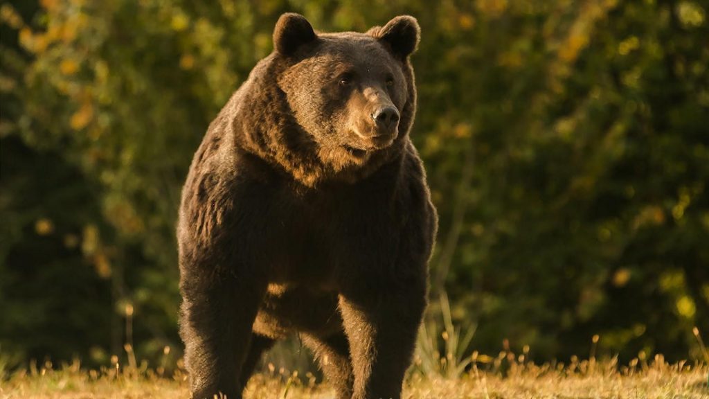 Situația urșilor din România, scăpată de sub control