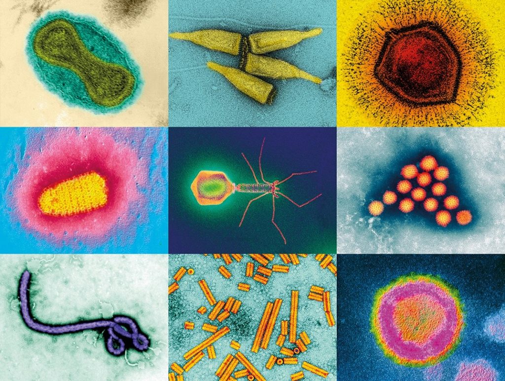Virusurile pândesc la orice colț. Cercetătorii cunosc câteva mii, dar zeci de miliarde sunt neidentificate