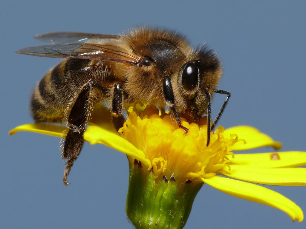 Cea mai periculoasă albină din lume. Importată din Africa, atacă în roiuri uriașe