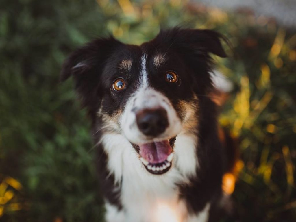 Nicușor Dan: „Peste 1.200 de câini adoptaţi în 2022 prin Autoritatea pentru Supravegherea şi Protecţia Animalelor”