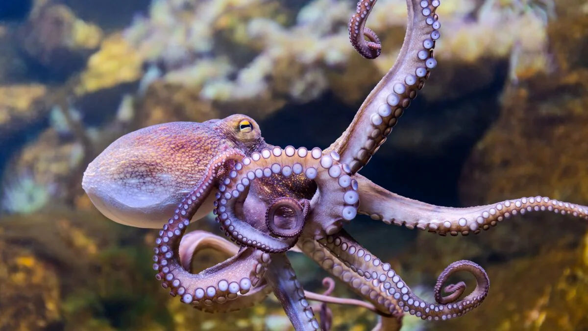 Patru noi specii de caracatițe în adâncurile oceanului din Costa Rica
