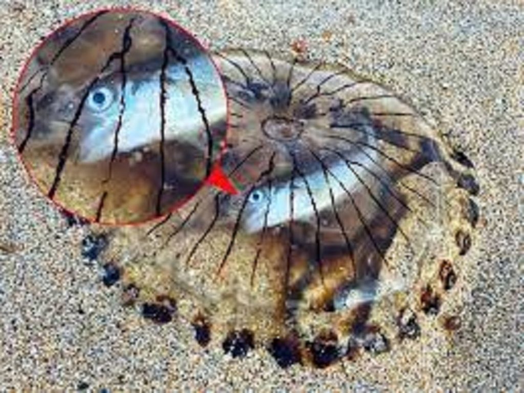 Un turist a surprins întâmplător pe o plajă o imagine extrem de rară. Sunt captivi în interiorul unei meduze! FOTO