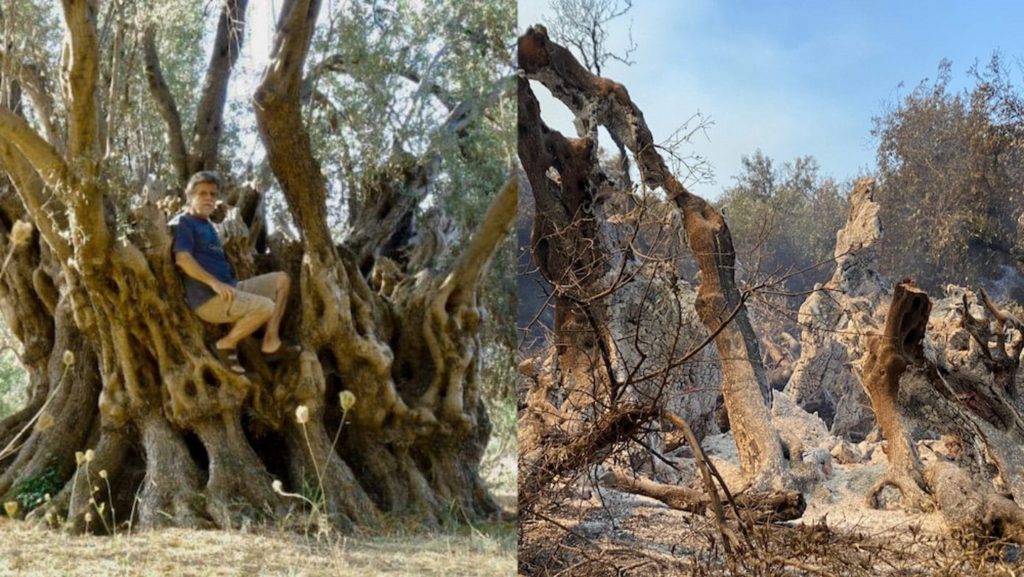 Măslinul vechi de pe vremea lui Alexandru Macedon a ars în incendiile care fac ravagii în Grecia