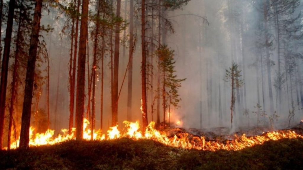 Incendiile masive de pădure din Canada afectează și România. Un nor toxic va ajunge deasupra țării noastre