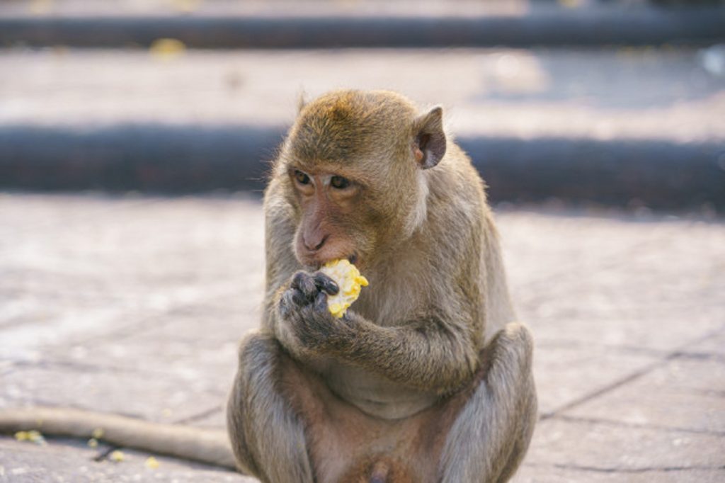 Scumpa grasa maimuta slabire - Scăderea în greutate care apare din cauza lamictalului
