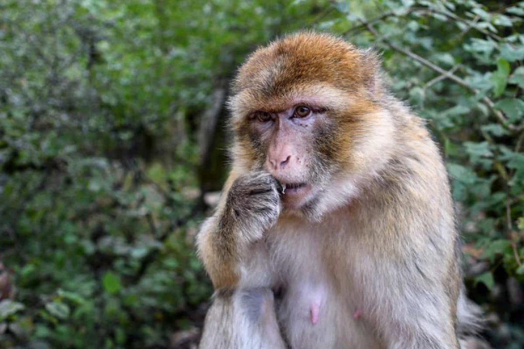 O angajată Neuralink a fost zgâriată de maimuțe infectate cu herpes și concediată după ce a rămas însărcinată