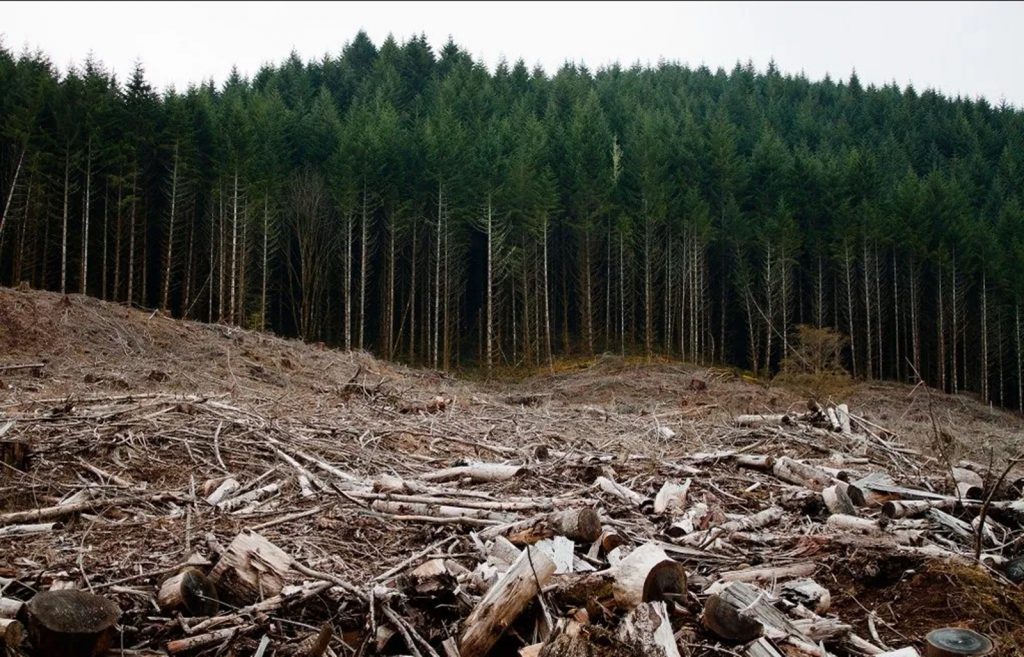 Pădurile pot fi salvate: Nu prin plantarea de arbori! Natura ar putea face minuni în doar 20 de ani. Totul are loc natural