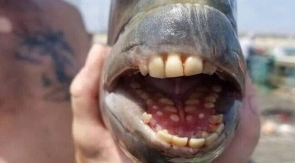 Creatură neobișnuită și înfricoșătoare. Peștele cu dinți umani