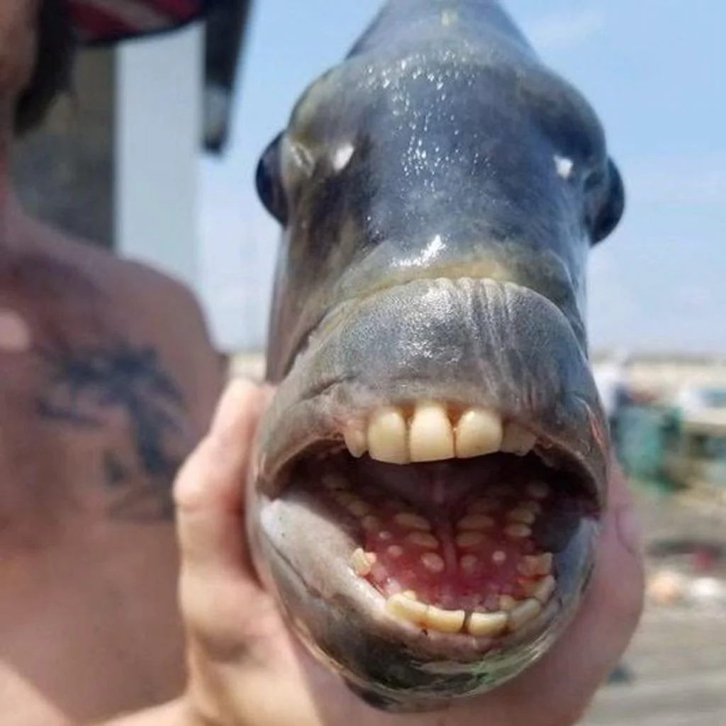 Cel mai ciudat animal! Pește cu „dinți umani” prins de un pescar în Carolina de Nord