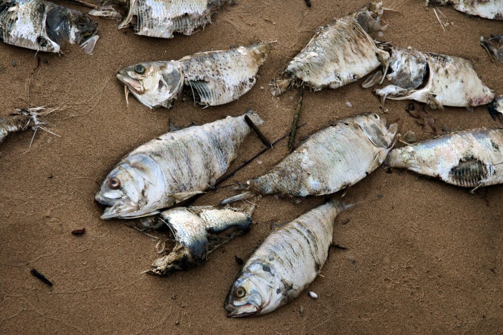 Oamenii de știință speriați de creșterea „Zonei Moarte” din Ocean. Dispar total creaturile marine