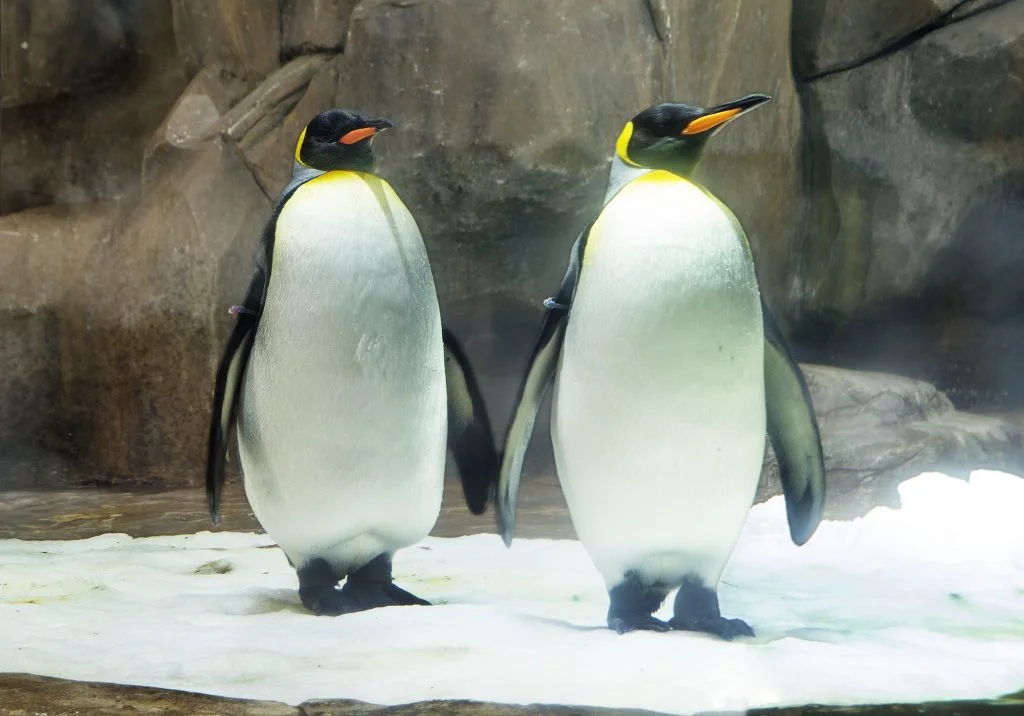 Dispar Pinguinii! Topirea gheții pune în pericol 98% din coloniile de pinguini până în 2100