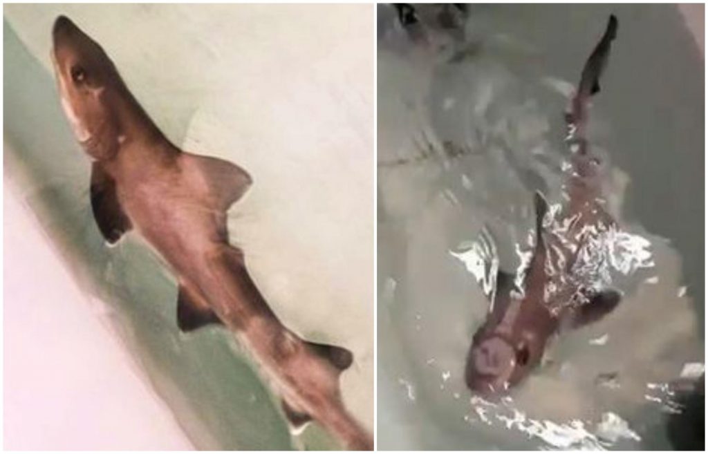 Un pui de rechin miraculos, născut fără fecundare. În acvariu nu au trăit masculi timp de 10 ani. Cum se explică fenomenul. VIDEO