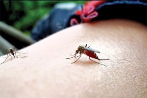 Cum scăpam de țânțari