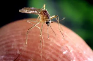 Bărbat din Lugoj, în comă, după ce a fost infectat cu West Nile