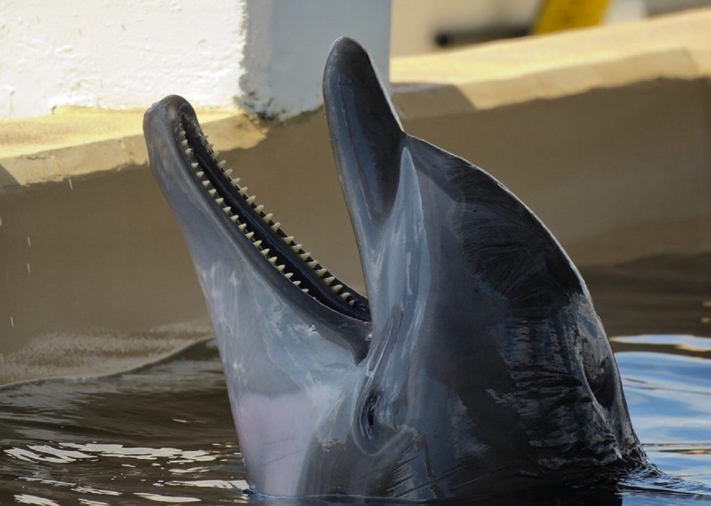 Povestea sfâșietoare a delfinului Kathy care a jucat în filmul Flipper. S-a sinucis în brațele antrenorului