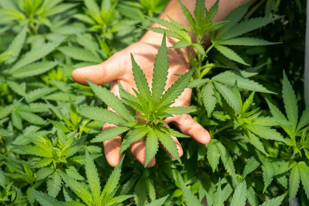 Germania legalizează consumul de cannabis în scop recreativ