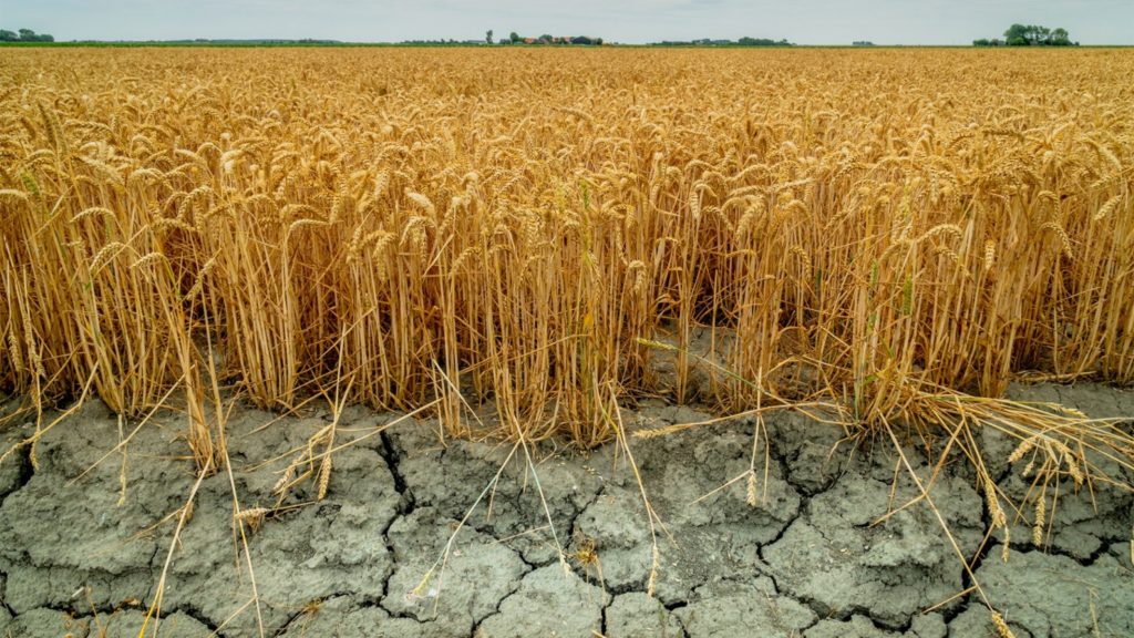 Fermierii au ajuns la disperare. Mii de hectare ce culturi au fost distruse de secetă. Se cere declararea stării de calamitate