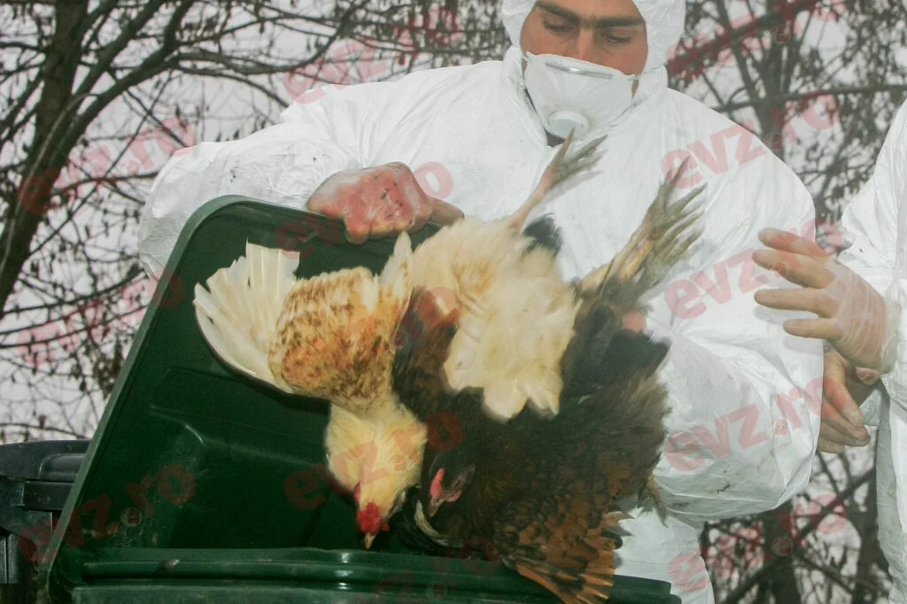 O gripă aviară devastatoare face ravagii în lume. Cât de îngrijorătoare poate deveni situația pentru oameni