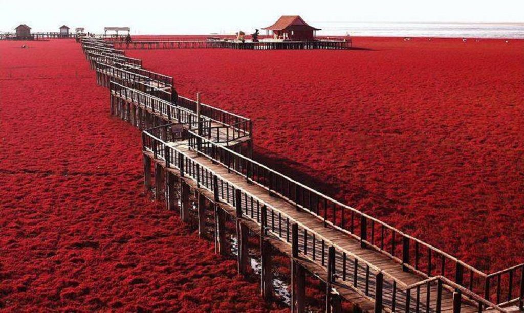 Uimitoarea plajă roșie, unul dintre cele mai pitorești locuri de pe Pământ. Ce se întâmplă aici în fiecare toamnă