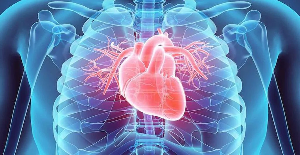 Cercetătorii au descoperit că oxitocina poate ajuta la regenerarea leziunilor inimii