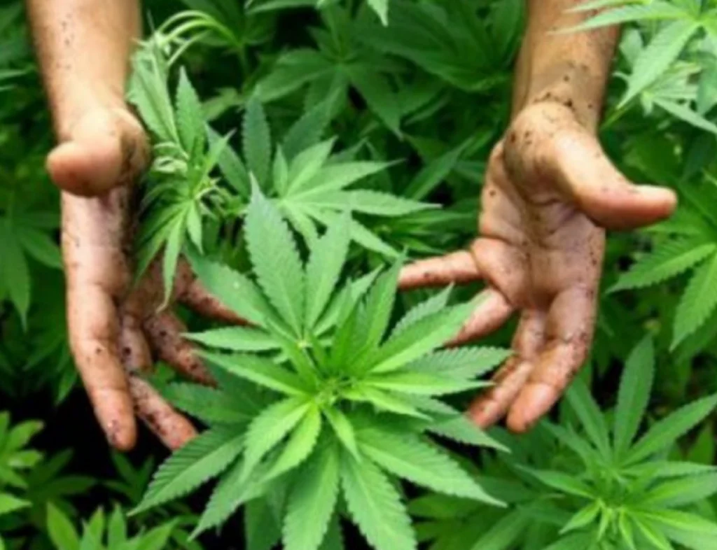 Premieră în Europa. Un micuț stat occidental a legalizat cultivarea cannabisului