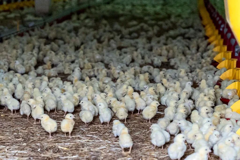 Uniunea Europeană recomandă interzicerea creșterii găinilor în cuști. Măsura provoacă revoltă în rândul fermierilor