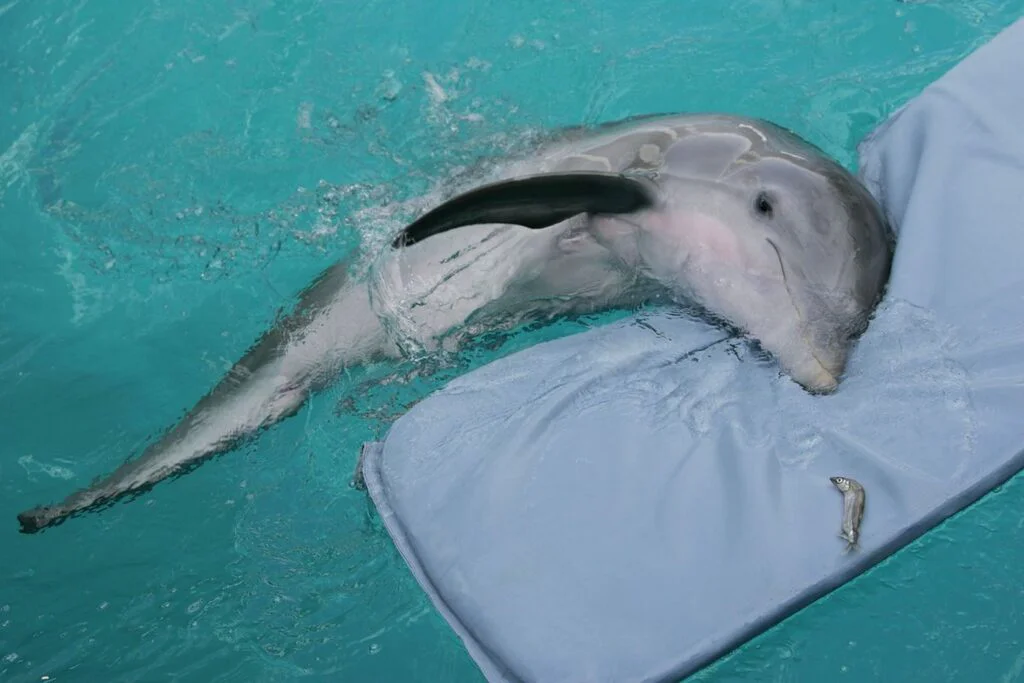Delfinul care a ajutat milioane de oameni cu dizabilități a murit: Povestea sa a reprezentat subiectul unui film celebru FOTO
