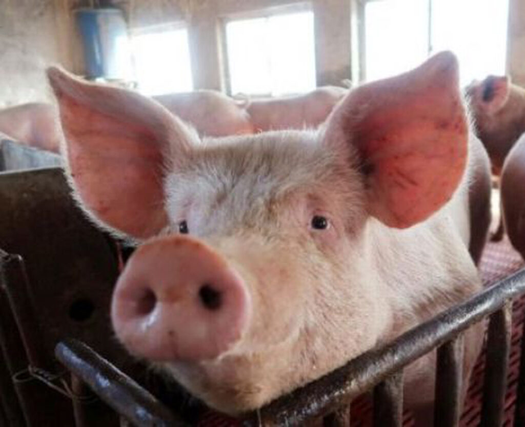 În China, porcii sunt adăpostiți în zgârie-nori și beneficiază de condiții de lux
