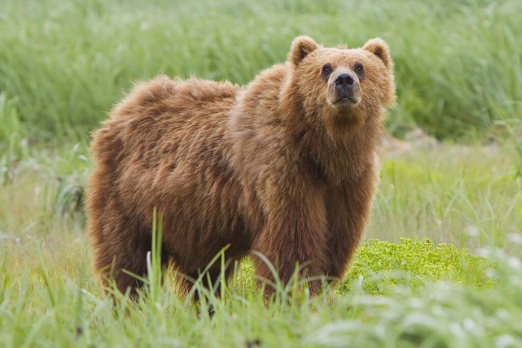 Nu doar România are probleme cu urșii. Un urs din SUA poate fi poreclit ursul fast food