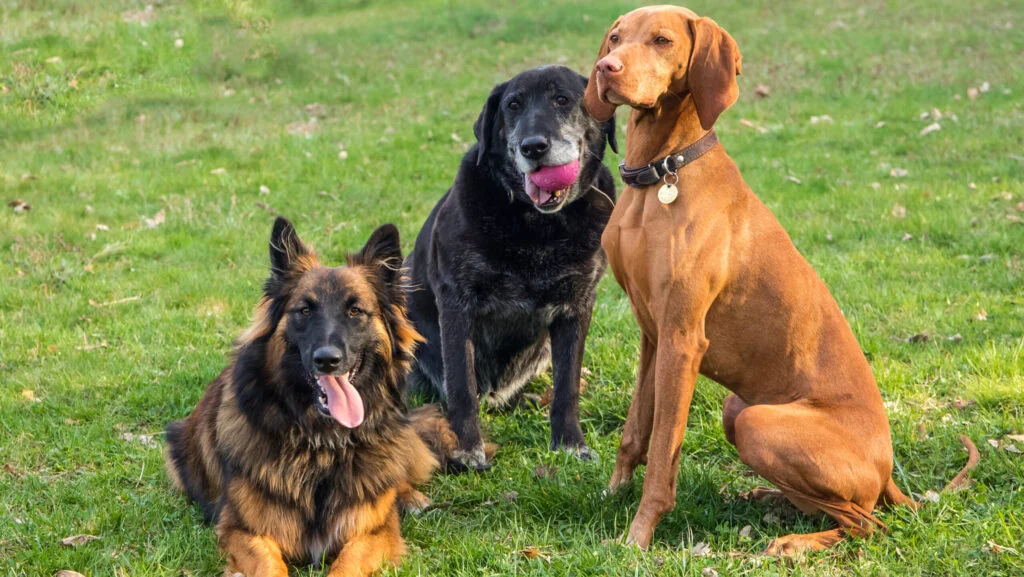 Cele mai populare rase de câini din lume. Aceste animale sunt ușor de dresat