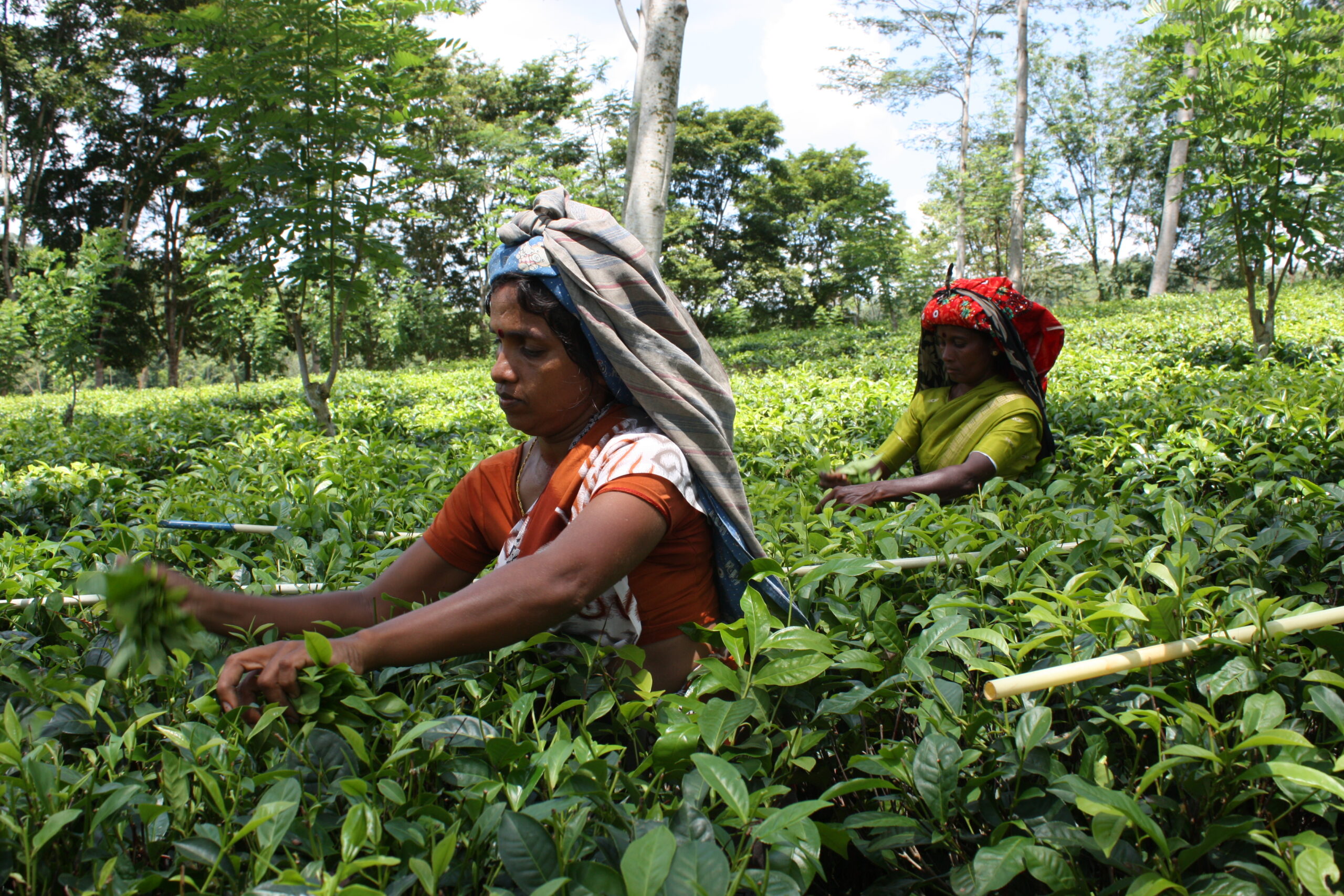 Шри ланка производство. Шри Ланка сельское хозяйство. Сельское хозяйство Шри Ланки. Шри Ланка сбор чая. Экономика Шри Ланки.